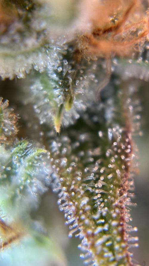 LSD Auto - GanjaFFarMers. Week 12 - D86