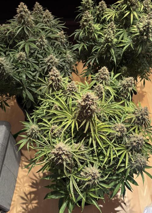 LSD Auto - GanjaFFarMers. Week 12 - D86