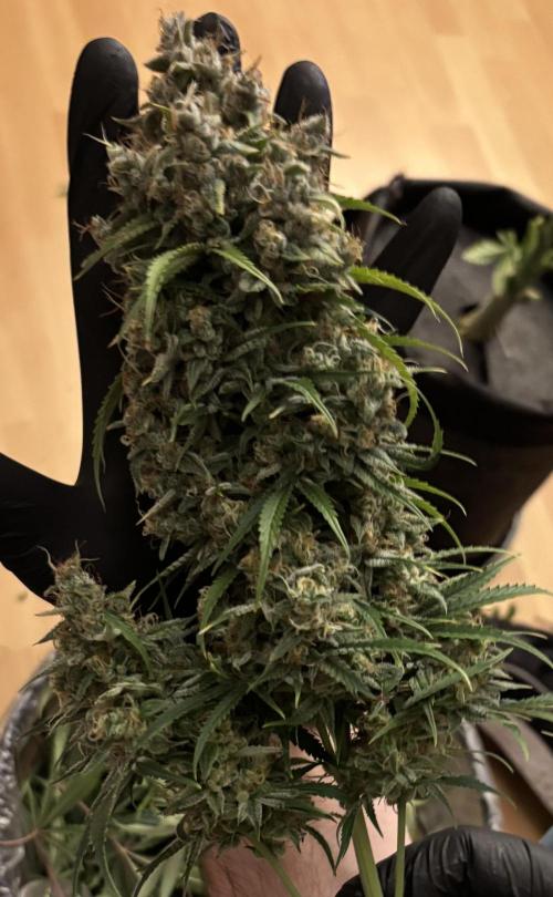 LSD Auto - GanjaFFarMers. Week 12 - D86