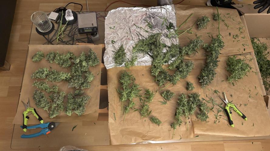 LSD Auto - GanjaFFarMers. Week 12 - D86