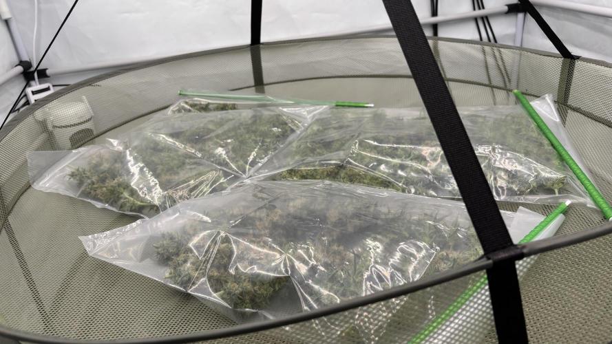 LSD Auto - GanjaFFarMers. Week 12 - D86