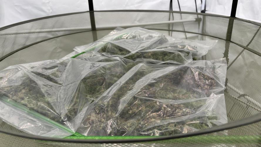 LSD Auto - GanjaFFarMers. Week 12 - D86