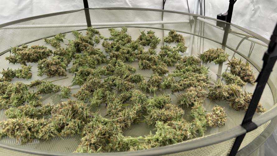 LSD Auto - GanjaFFarMers. Week 12 - D86