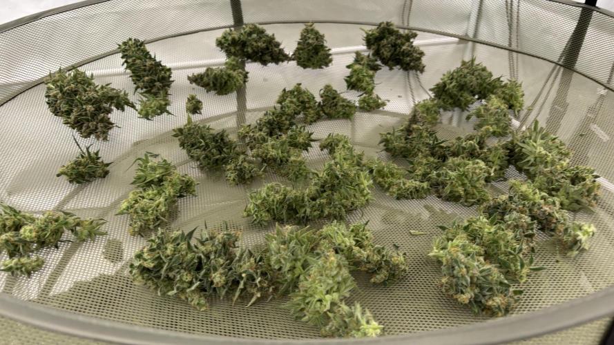 LSD Auto - GanjaFFarMers. Week 12 - D86