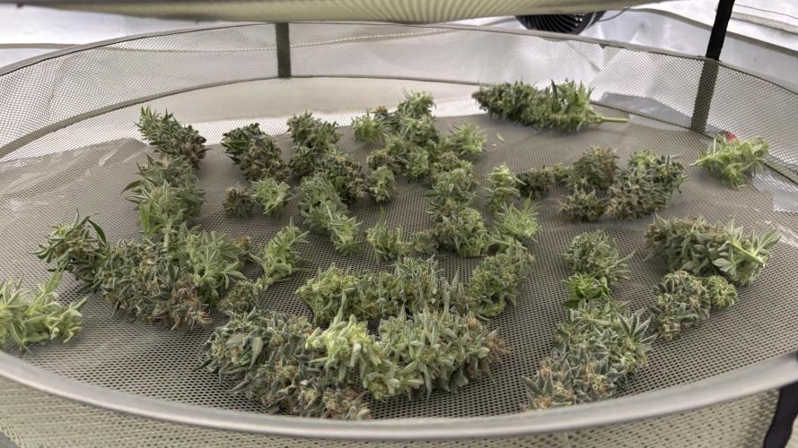 LSD Auto - GanjaFFarMers. Week 12 - D86