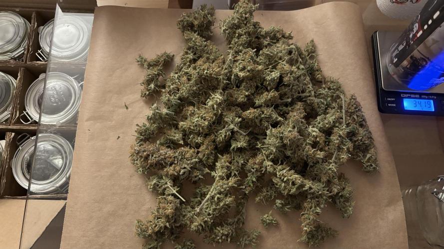 LSD Auto - GanjaFFarMers. Week 12 - D94