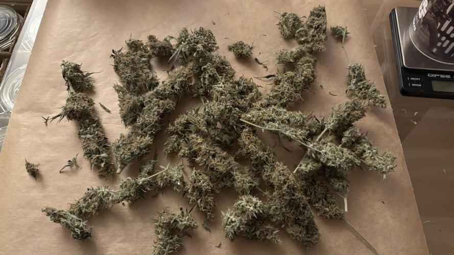 LSD Auto - GanjaFFarMers. Week 12 - D94