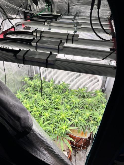 SOG harvest. Week 15