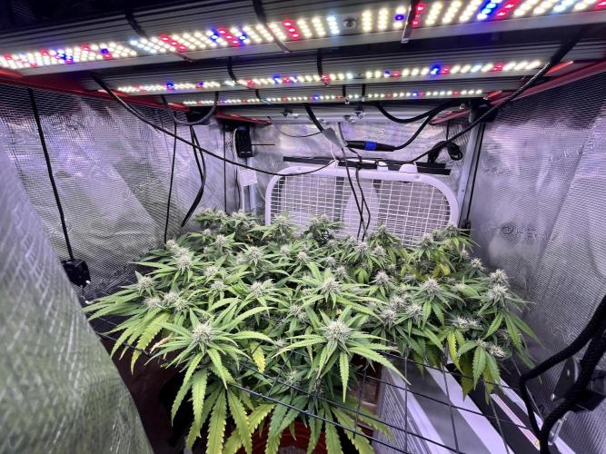 SOG harvest. Week 16