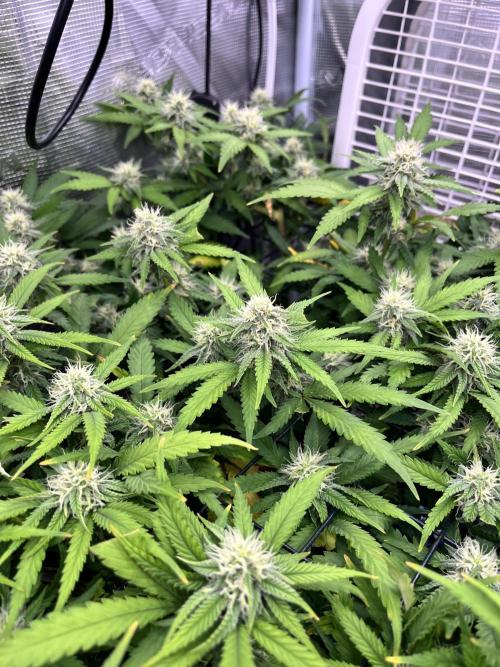 SOG harvest. Week 16