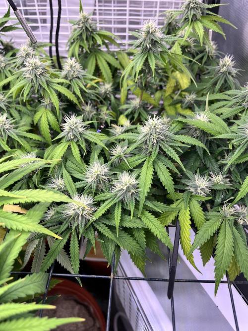 SOG harvest. Week 16