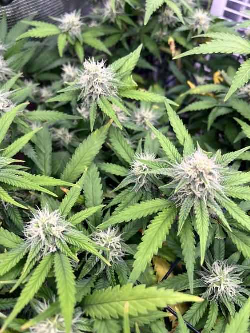 SOG harvest. Week 16