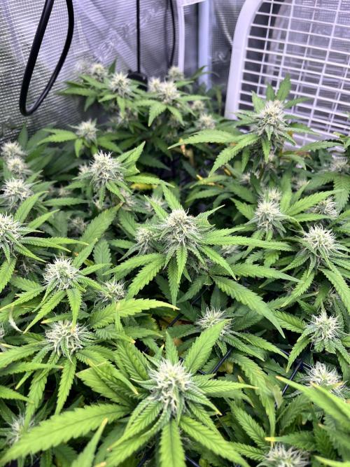 SOG harvest. Week 16