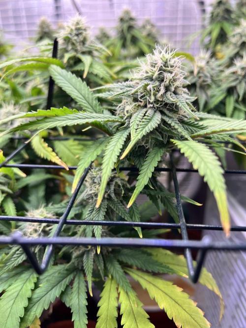 SOG harvest. Week 17