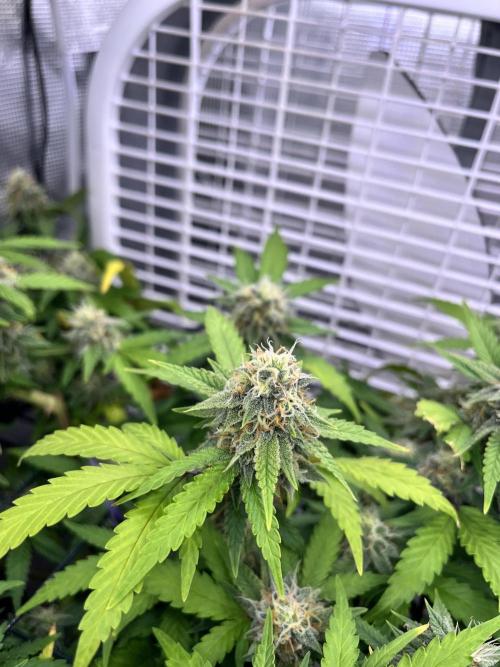 SOG harvest. Week 17