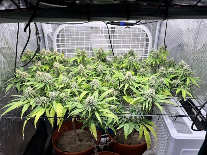 SOG harvest. Week 17