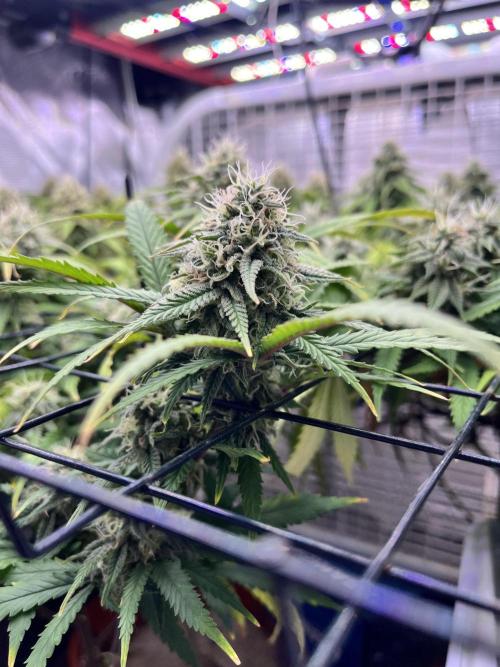 SOG harvest. Week 17