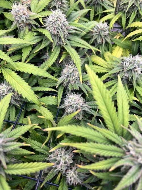 SOG harvest. Week 17