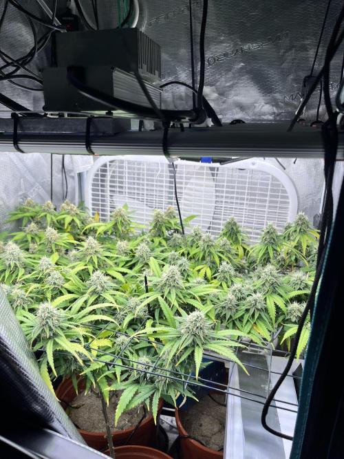 SOG harvest. Week 17