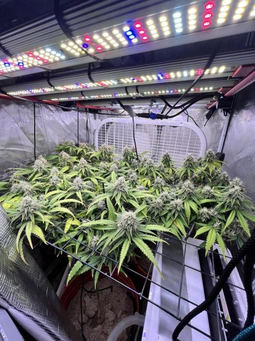 SOG harvest. Week 17