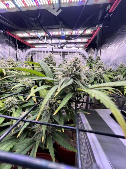 SOG harvest. Week 17