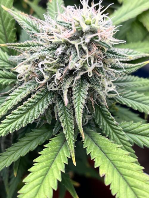 SOG harvest. Week 17