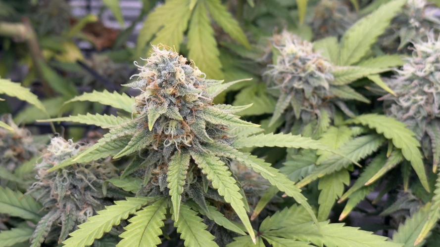 SOG harvest. Week 18