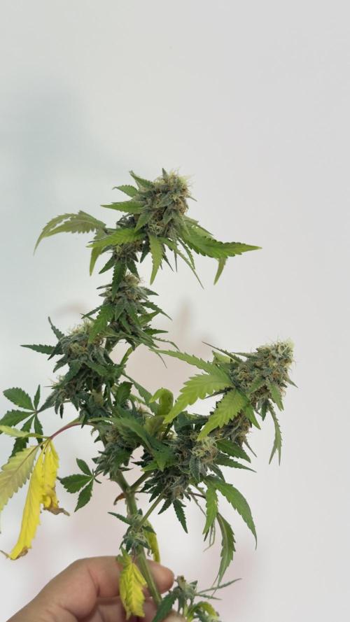 SOG harvest. Week 18