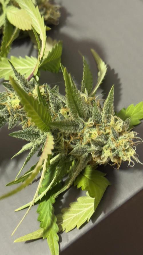 SOG harvest. Week 18