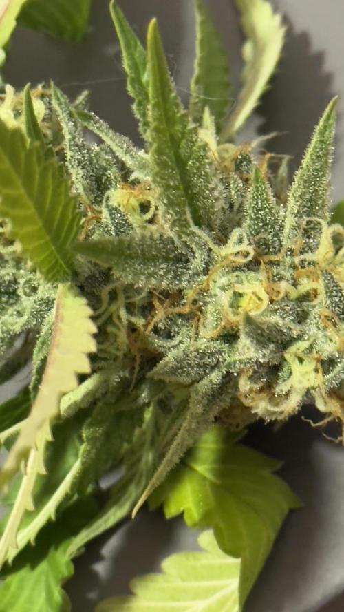 SOG harvest. Week 18