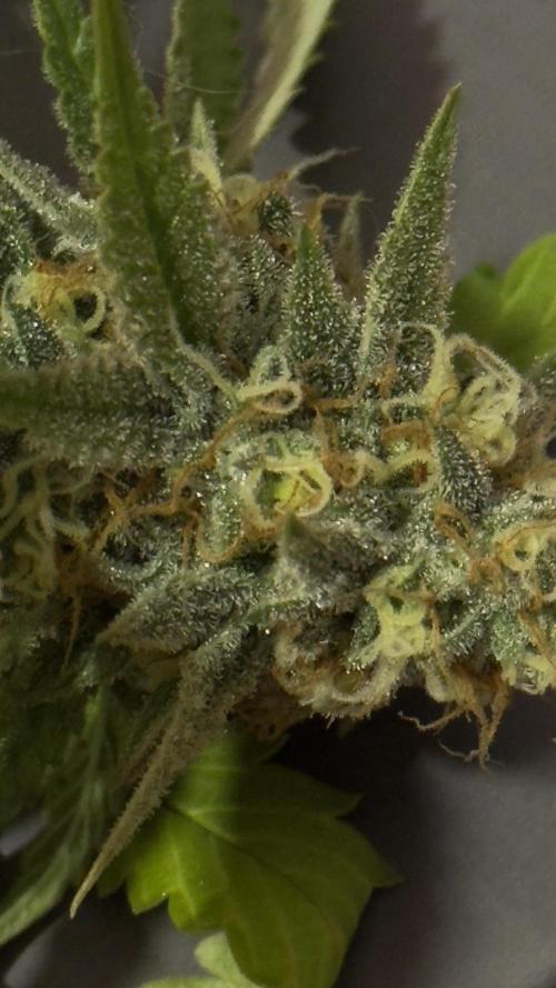 SOG harvest. Week 18