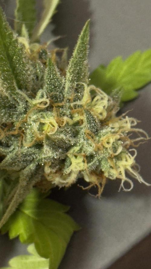 SOG harvest. Week 18