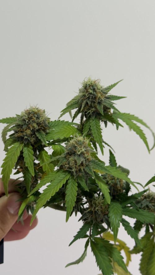 SOG harvest. Week 18