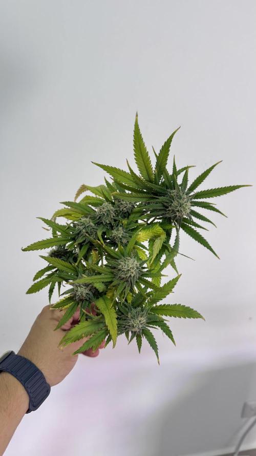 SOG harvest. Week 18