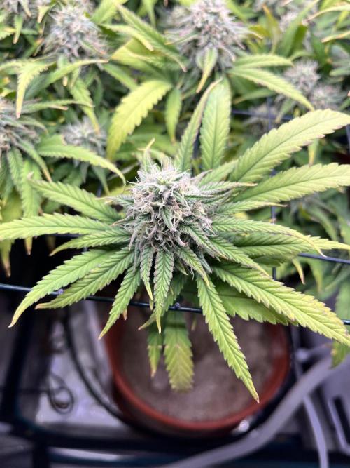 SOG harvest. Week 18