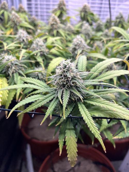 SOG harvest. Week 18