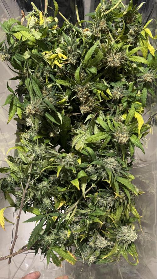 SOG harvest. Week 18