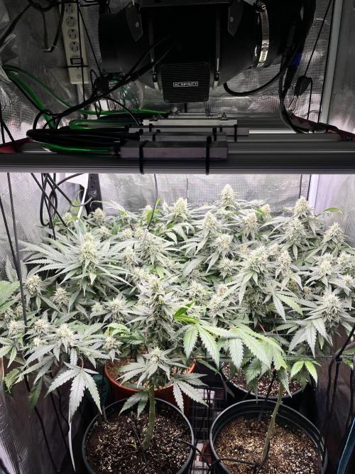 Second SROG. Week 7