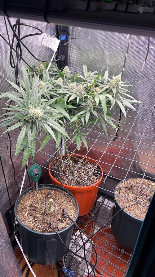 Second SROG. Week 7