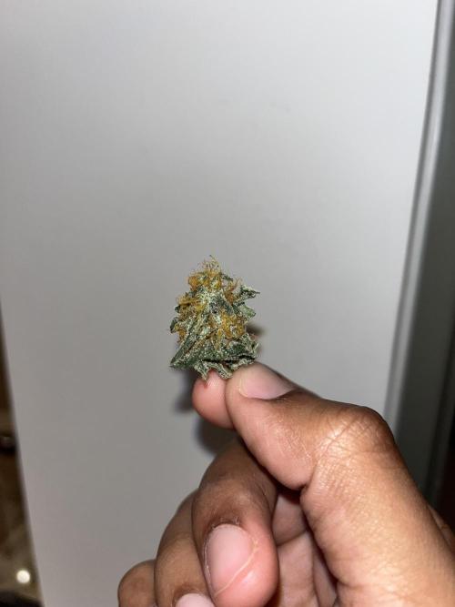 Second SROG. Week 8