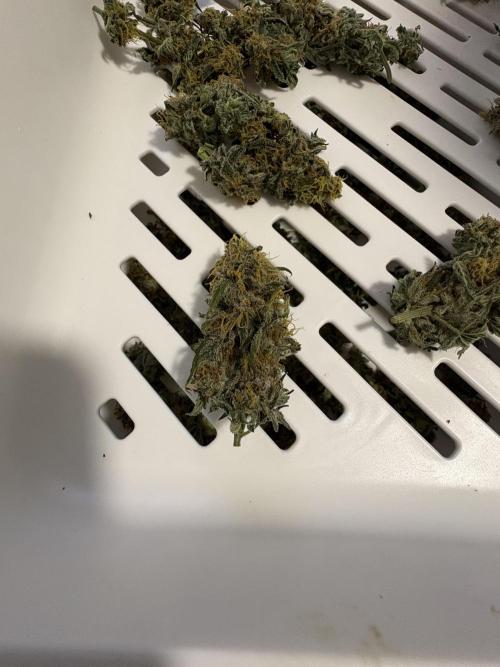 Second SROG. Week 8