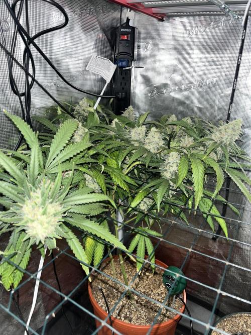 Second SROG. Week 8