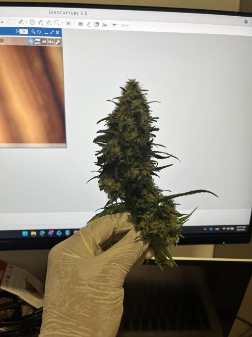 Second SROG. Week 8
