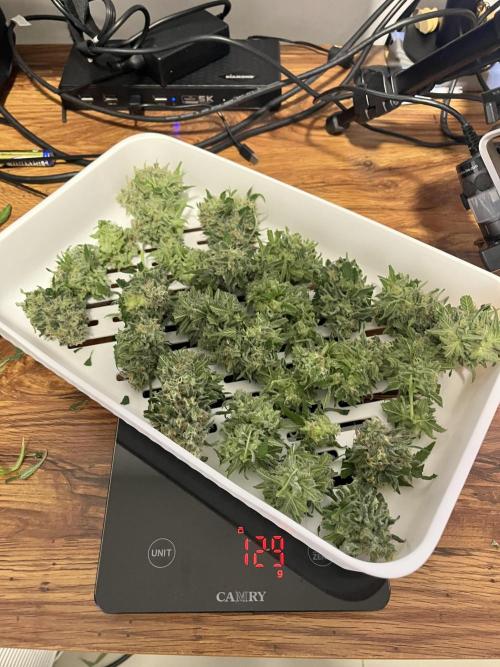 Second SROG. Week 8