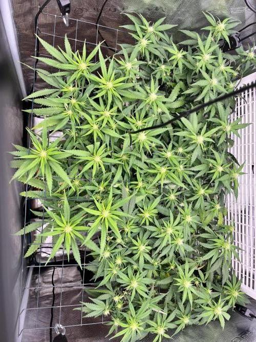 SOG harvest. Week 15