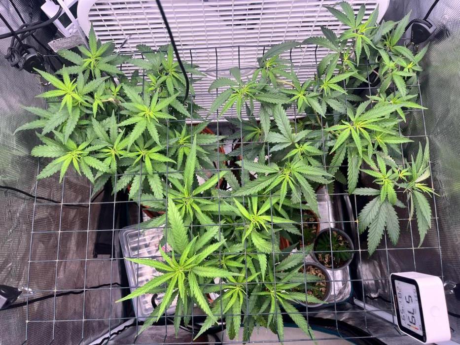 SOG harvest. Week 12