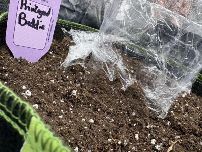 Comment by Oggys_OT photo #1