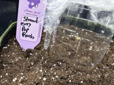 Comment by Oggys_OT photo #2