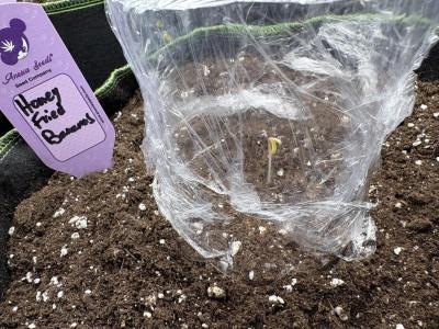 Comment by Oggys_OT photo #3