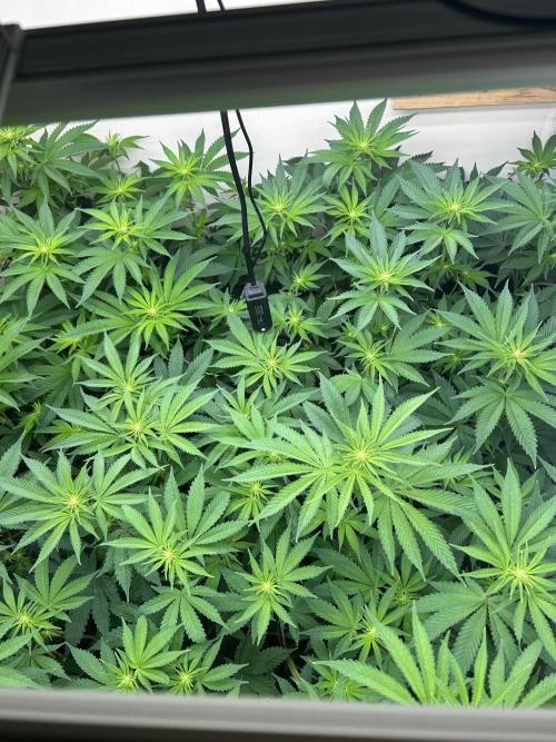 Ice Cream Cake. Week 9 - Day 12 of 12/12